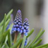 Vårblomstrende muscari