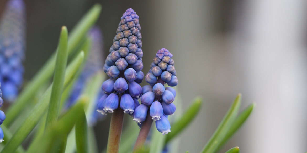 Vårblomstrende muscari