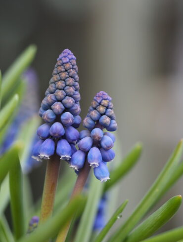Vårblomstrende muscari