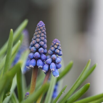 Vårblomstrende muscari