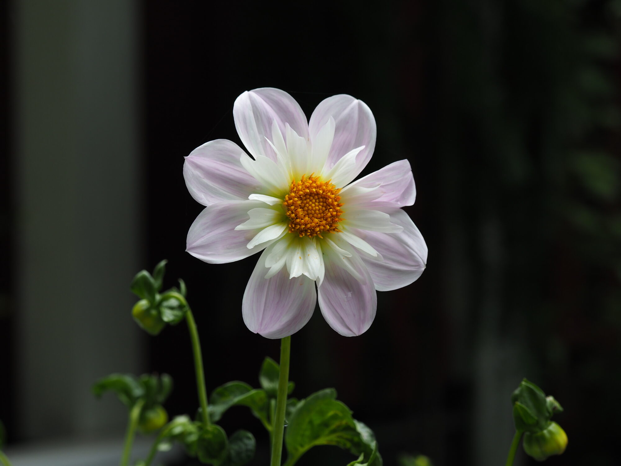 Enkel, hvit og rosa dahlia