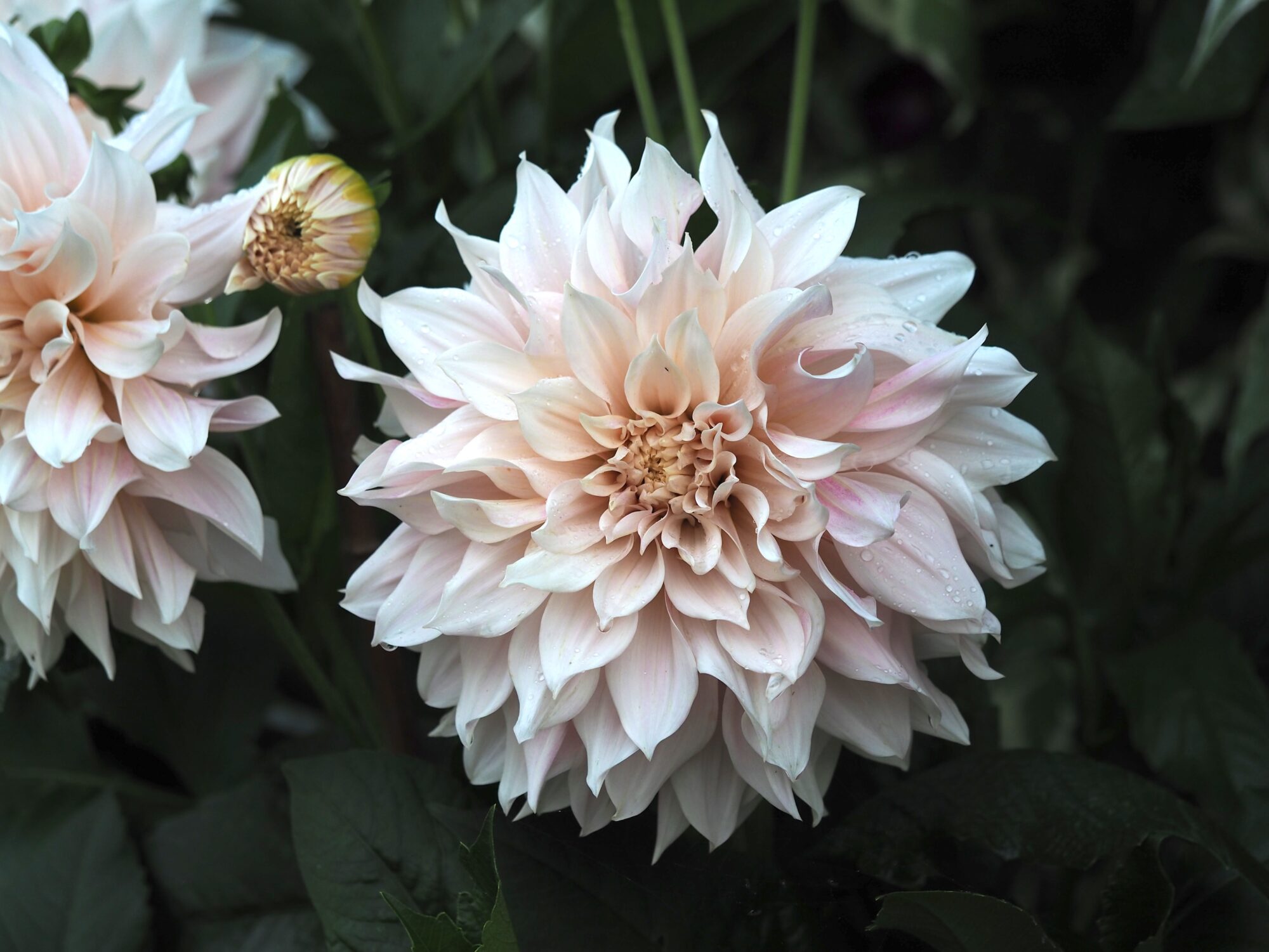 Kremfarget tallerkengeorgine