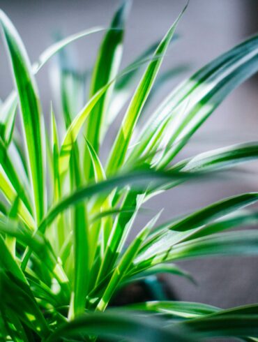 Grønn inneplante i sollys