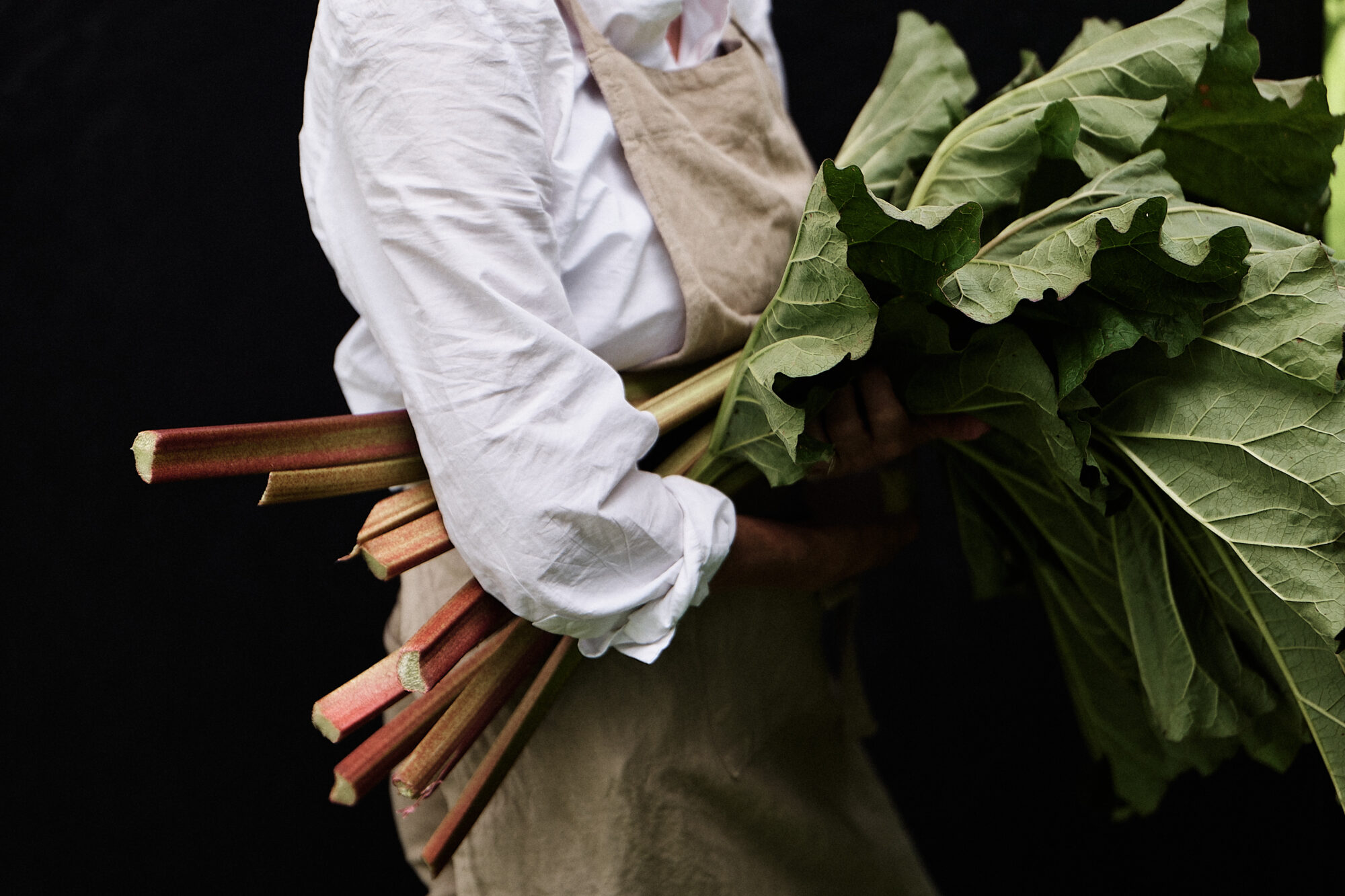 Kokk som bærer på nyplukkede rabarbarastilker med blader på.