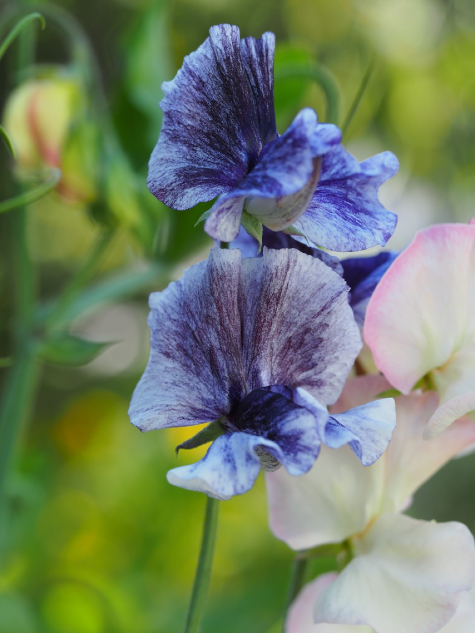 Klatreplanter Lathyrus odoratus