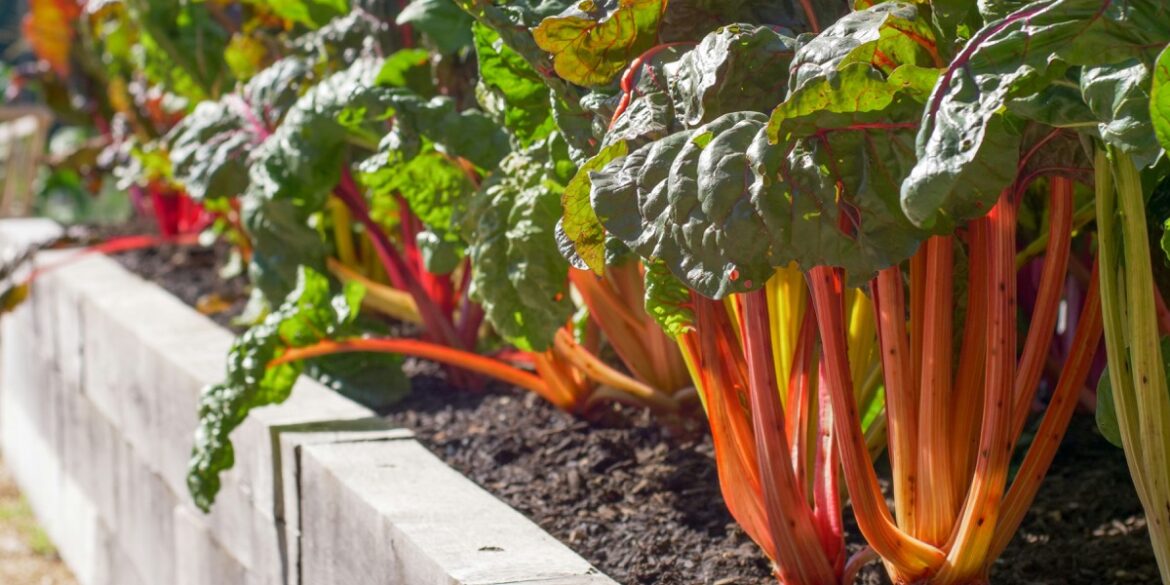 Bladgrønnsaker med fargerike stilker