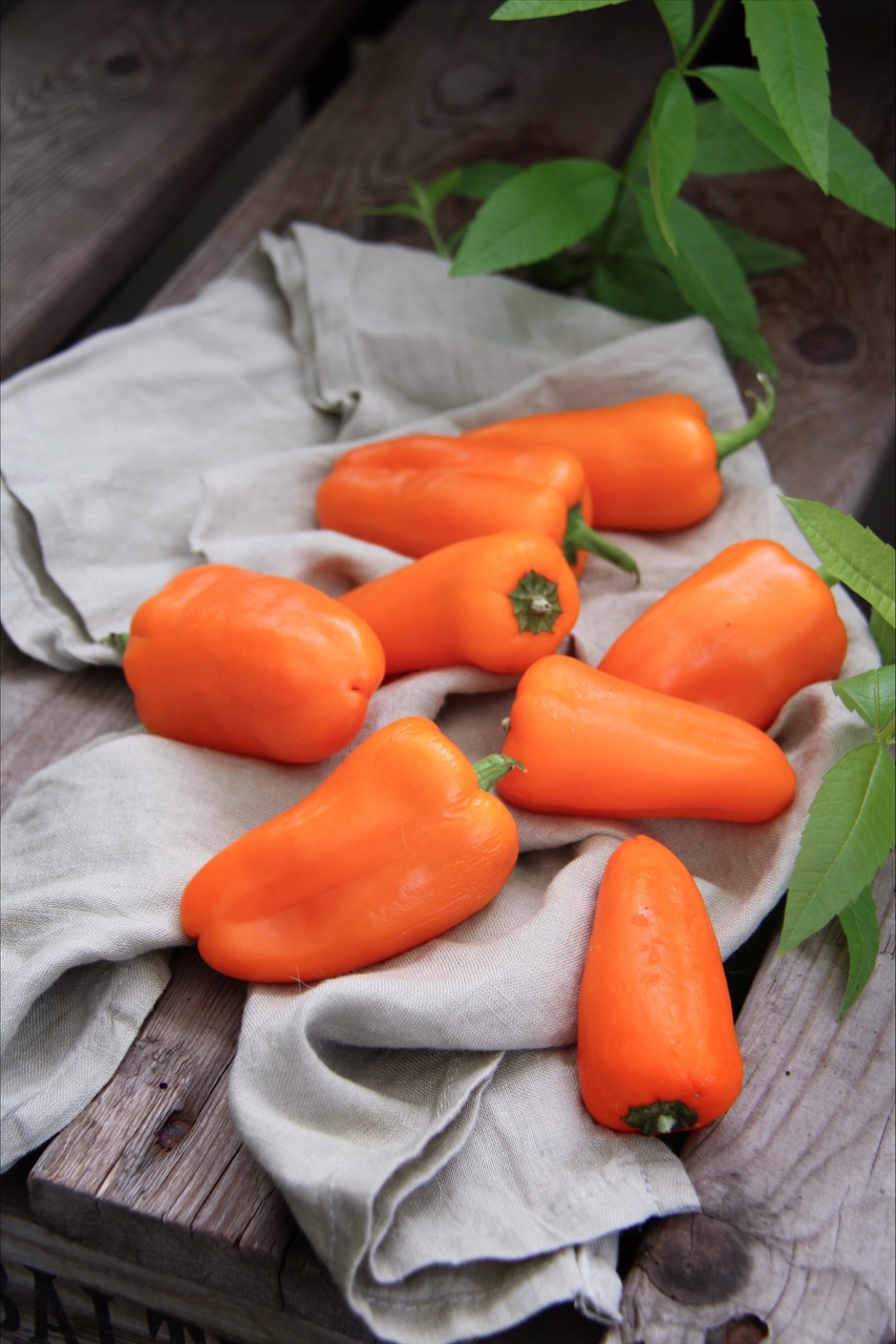 Paprika Hamik fra Nelson Garden