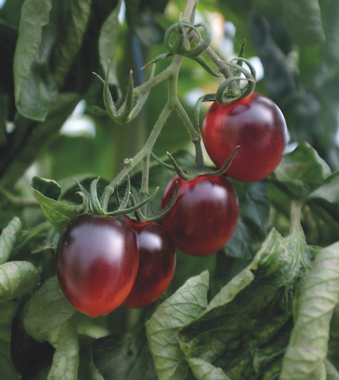 Modne tomater fra nelson Garden