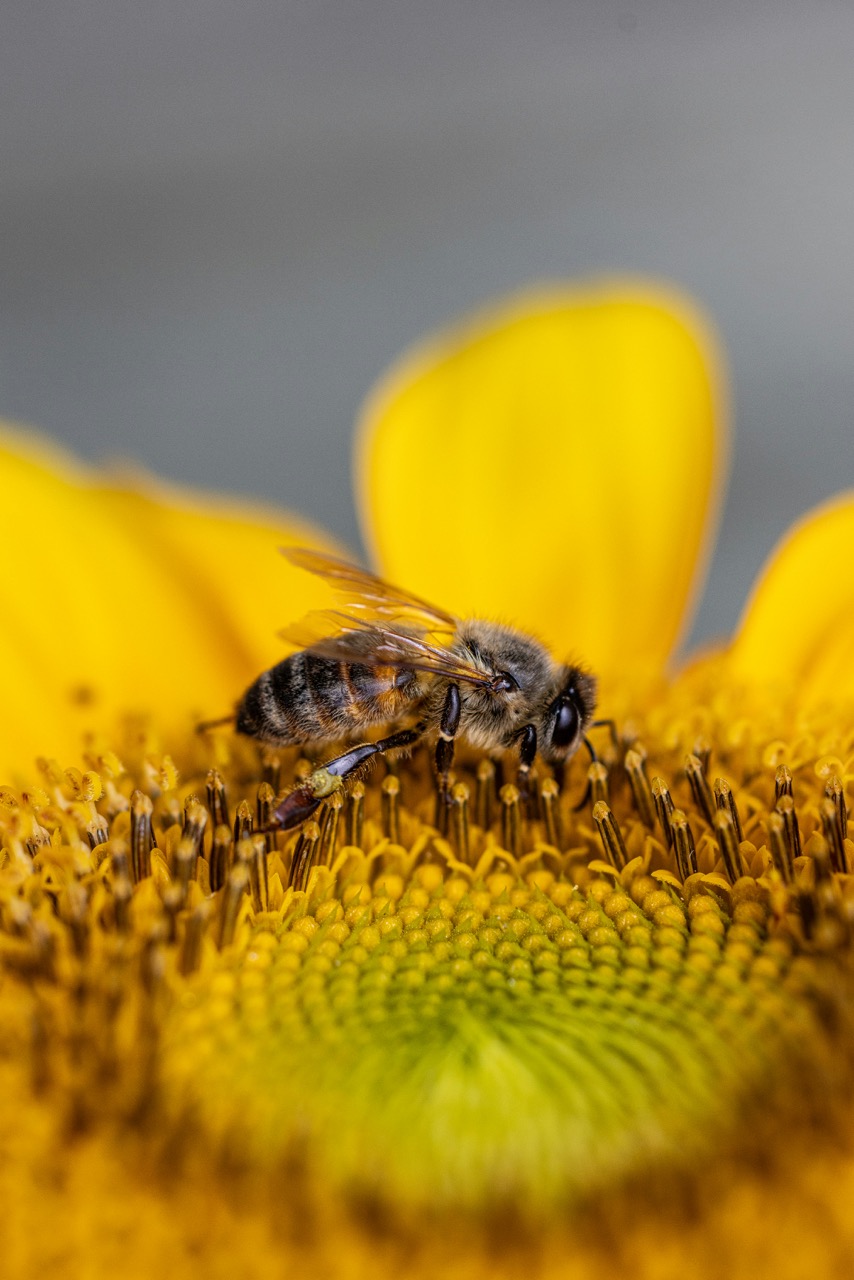 Insektsvennlig kjøkkenhage